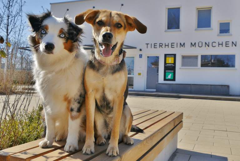 Ingenics Digital Sponsoring Tierheim Muenchen